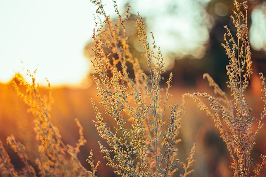 golden, plant, tree, sun, light, glade, forest, grass, growth HD wallpaper