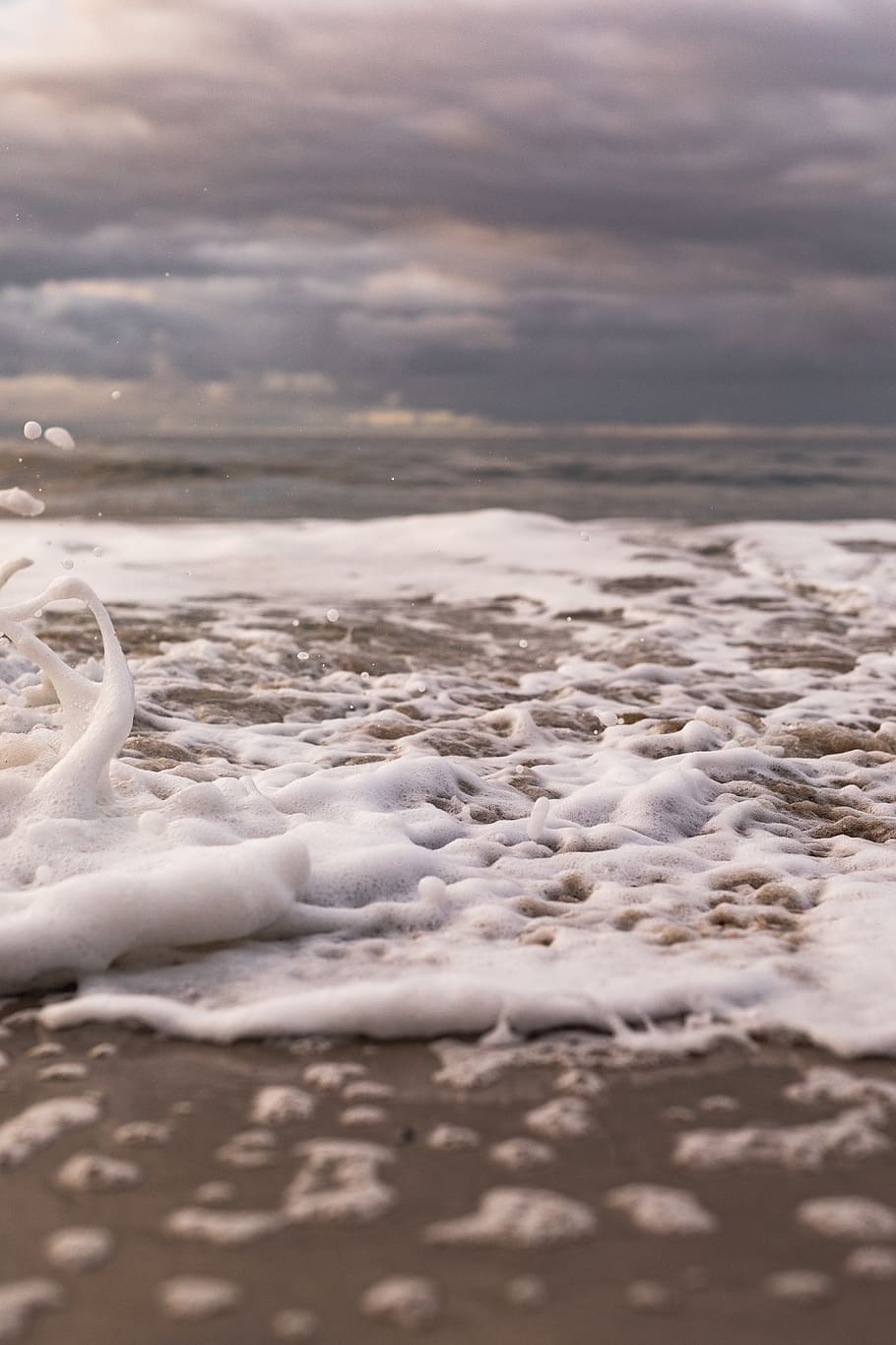 seashore during daytime, foam, bird, animal, outdoors, nature HD wallpaper