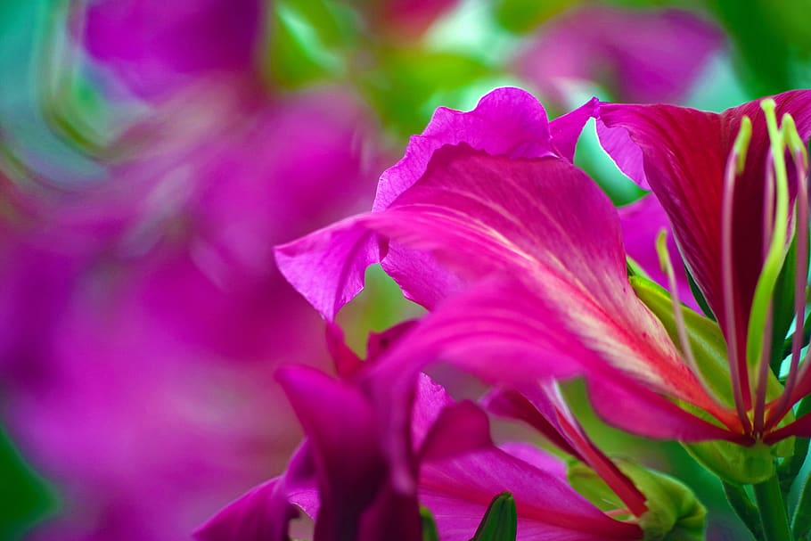 azalea, close, park, scene, blossom, bloom, soft, autumn, city HD wallpaper