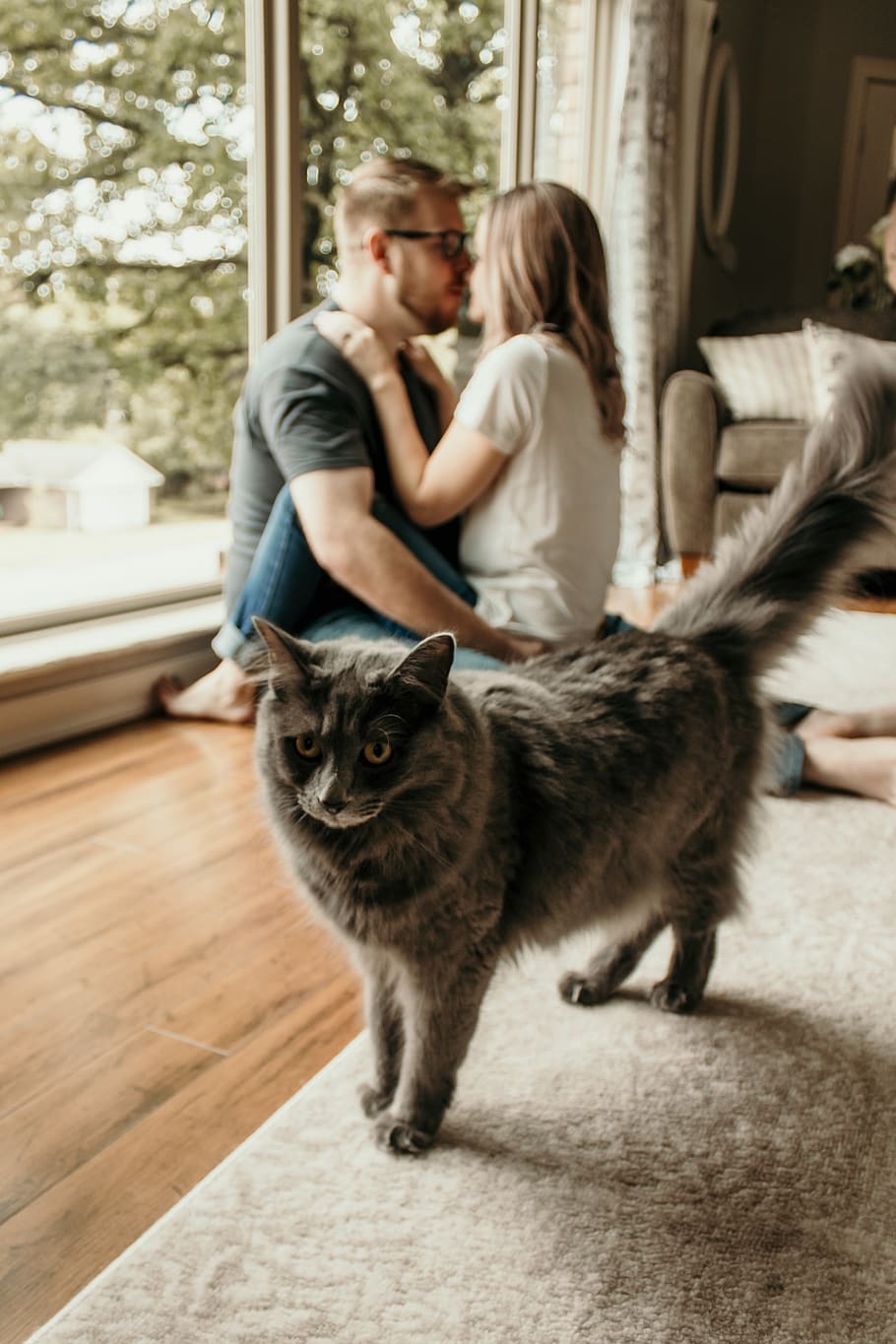 short-coated gray cat, domestic, mammal, pets, domestic animals HD wallpaper