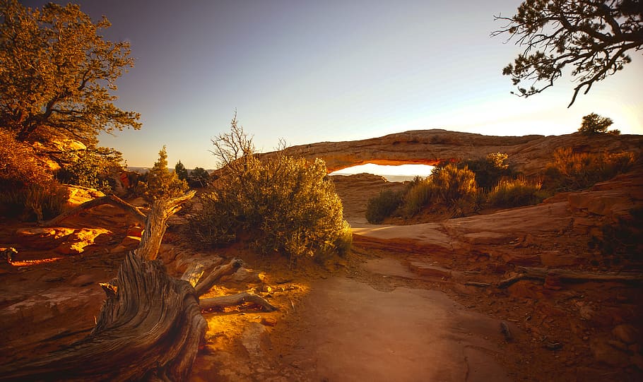 Orange Leafed Trees Illustration, arid, desert, dry, erosion HD wallpaper