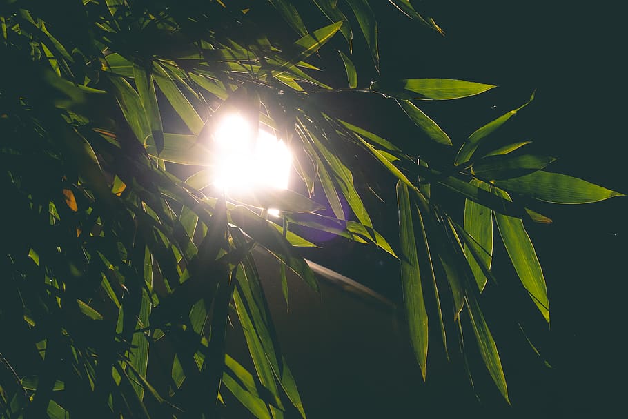 light, lightleak, tree, leaves, vietnam, greens, jeffma, plant HD wallpaper