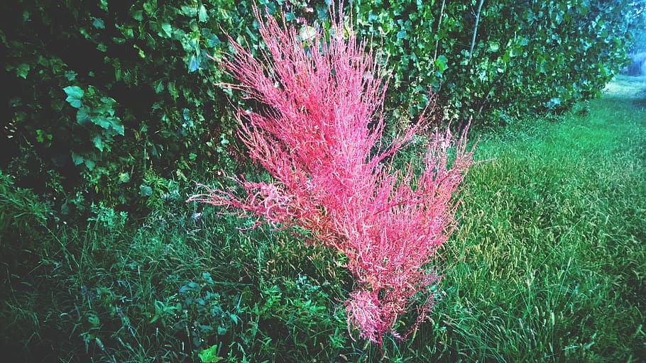 Pink Petaled Flower and Grass Field, beautiful, blur, bright, HD wallpaper