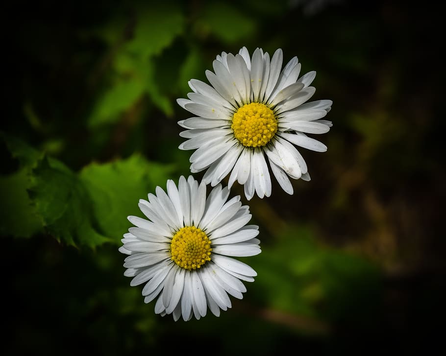 chamomile, flower, bloom, nature, plant, spring, blossom, petals HD wallpaper