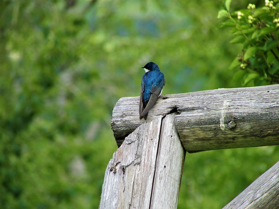 tree swallow, post, fence, bird, blue, white, green, summer HD wallpaper