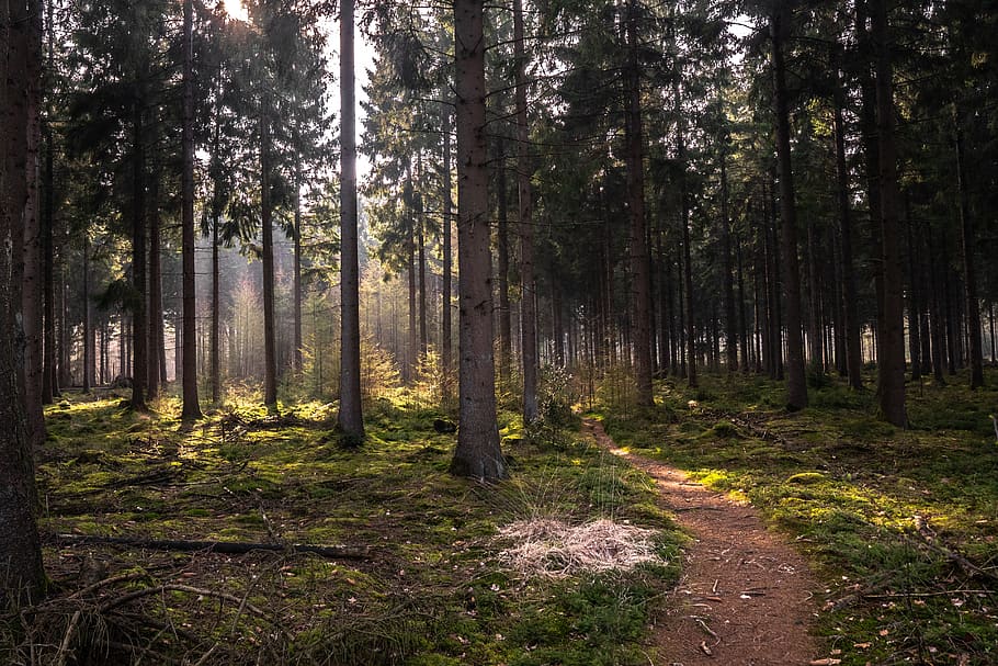 forest, dutch, landscape, nature, holland, tree, hiking, green HD wallpaper