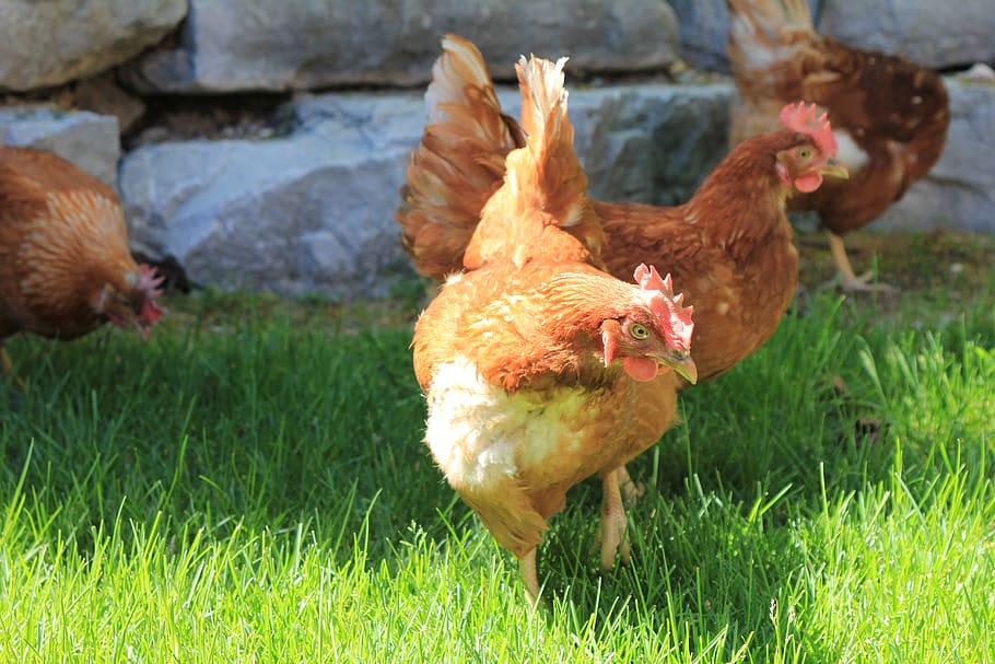 chickens, animal themes, bird, grass, group of animals, livestock HD wallpaper