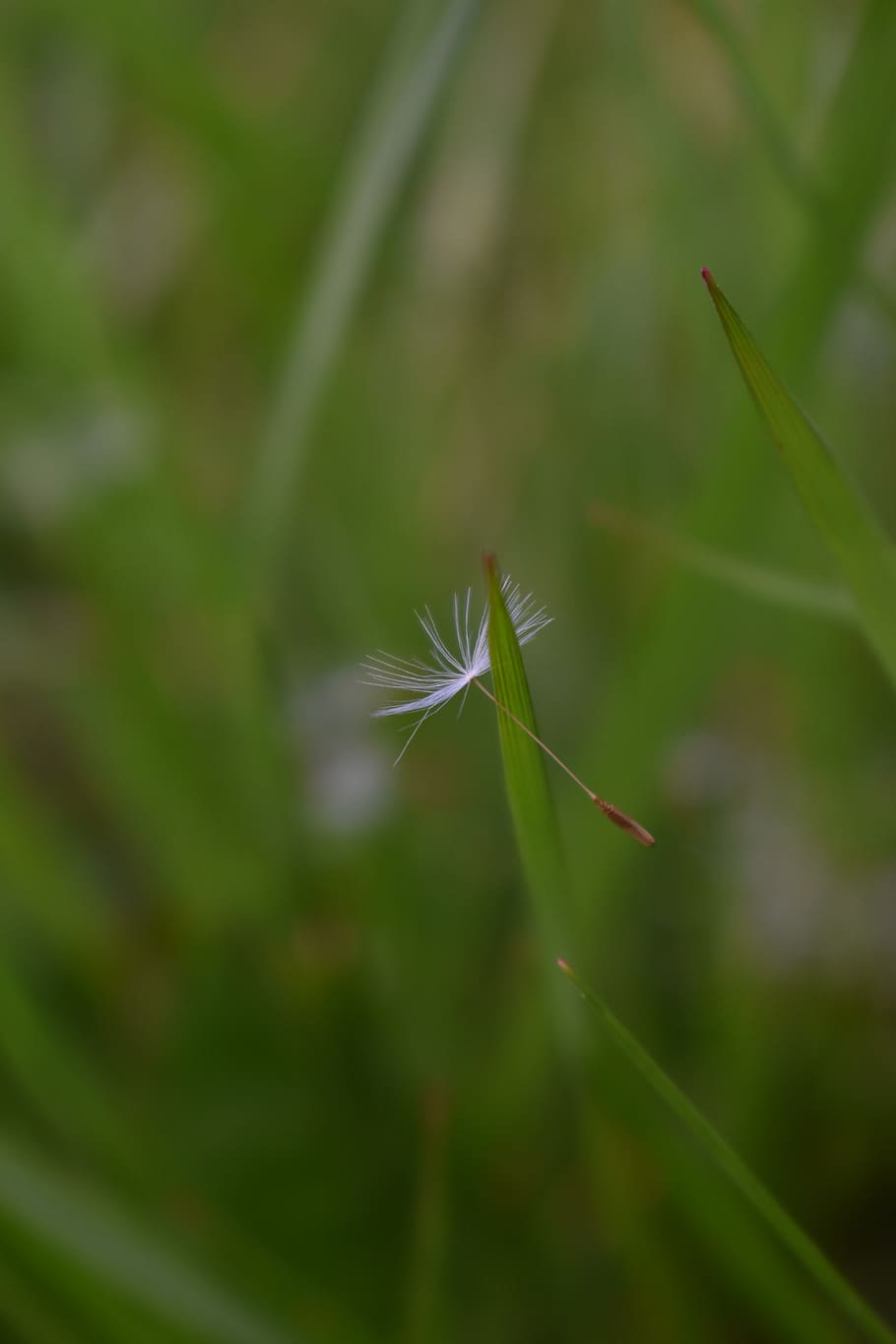 seed, white, grass, dandelion, plant, growth, beauty in nature HD wallpaper