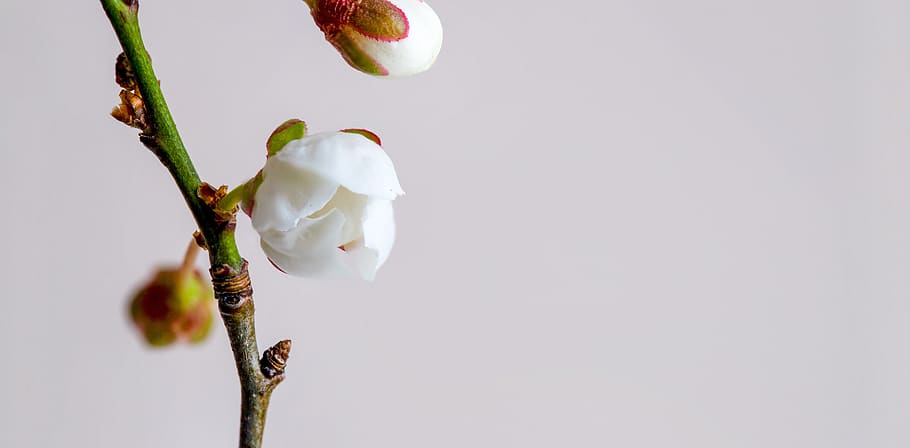 bleed, bloom, flower, nature, summer, plant, beauty, petals HD wallpaper