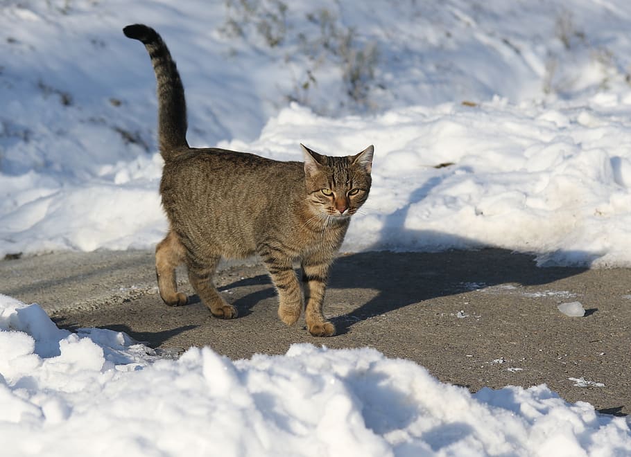 cat, snow, gray, hunting, pet, fur, animal, mammal, animal themes HD wallpaper