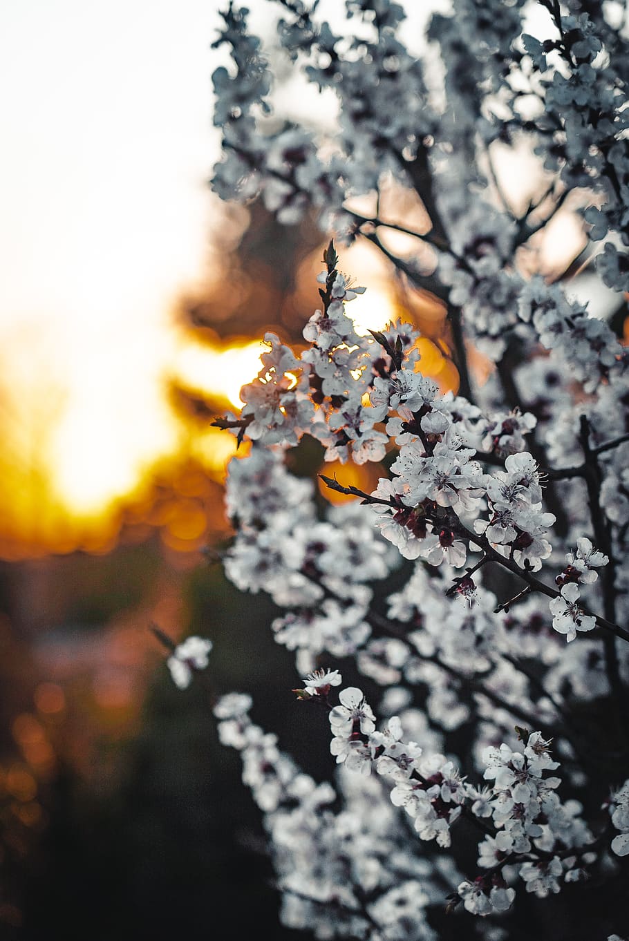 white flowers, plant, beauty in nature, flowering plant, growth HD wallpaper