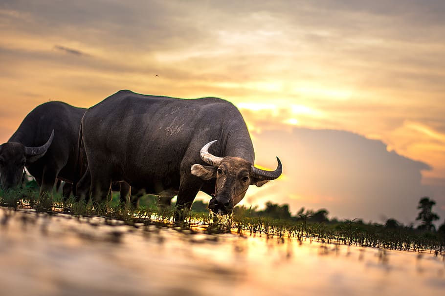 Two Water Buffalos, animals, asia, bull, burma, calf, cattle, HD wallpaper