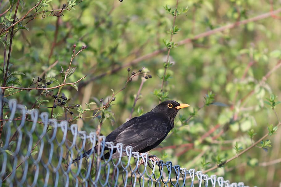 blackbird, songbird, fence, turdus merula, true, sit, sitting
