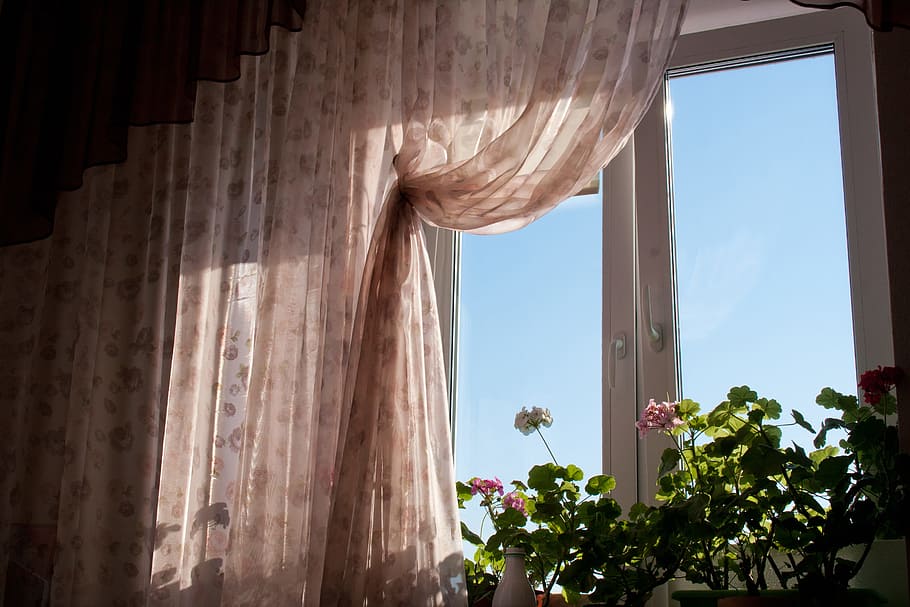 window, flower, home, window-sill, light, interior, plant, house HD wallpaper