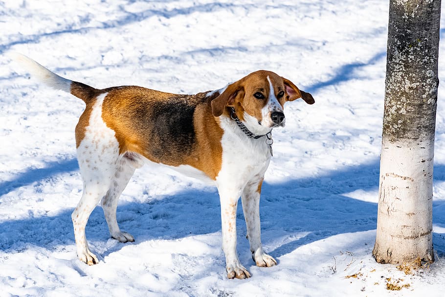 mammal, animal, canine, dog, pet, hound, beagle, outdoors, snow