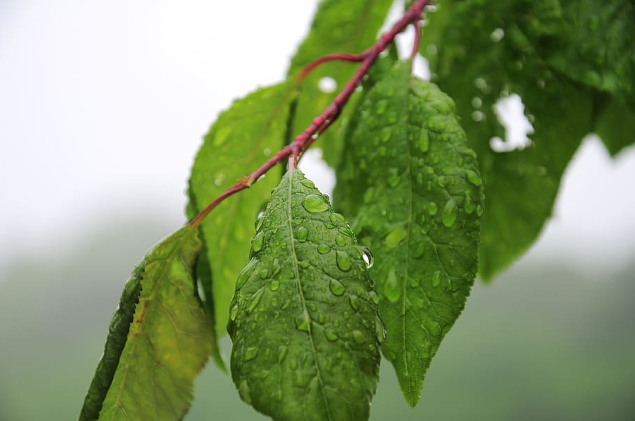 leaves, rain, tree, green, water droplets, spring, wet, leaf HD wallpaper