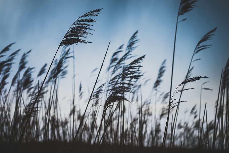 field, clouds, sky, crops, plantation, nature, sunshine, wheat HD wallpaper