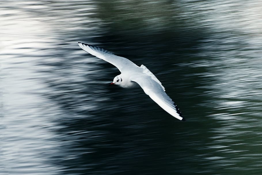 seagull, flying, flight, wing, water, animal, water bird, seevogel HD wallpaper