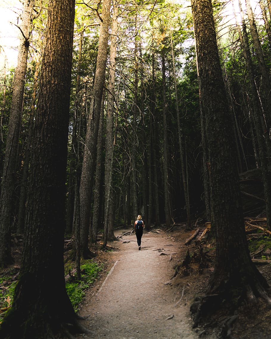 person walking surrounded by trees, plant, land, forest, tree trunk HD wallpaper