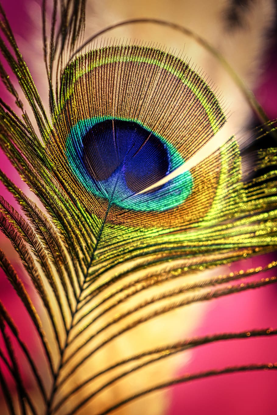 HD wallpaper: peacock feather, colorful, iridescent, plumage, nature,  pattern | Wallpaper Flare