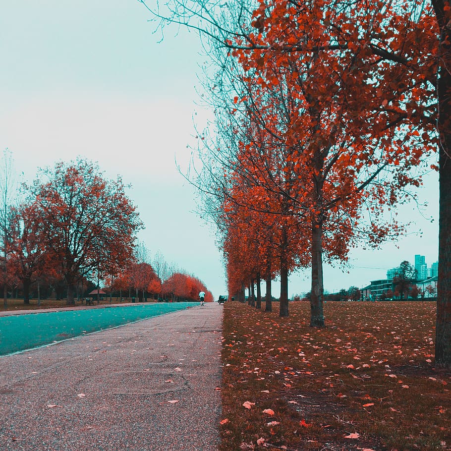 Pathway Between Red Leaf Trees, branches, daylight, environment HD wallpaper