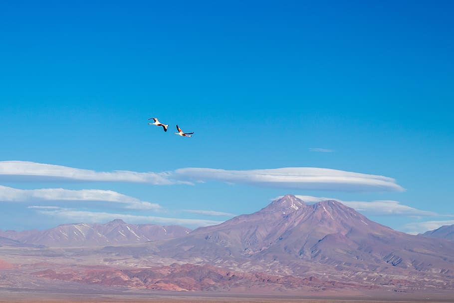 two flying birds during daytime, mountain, scenics - nature, beauty in nature HD wallpaper