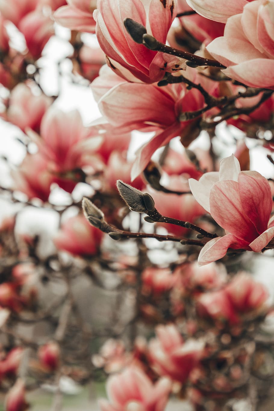 red flowering tree, plant, blossom, petal, bird, animal, human HD wallpaper
