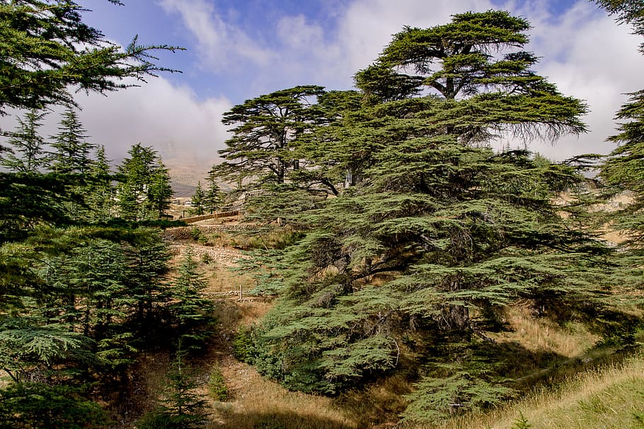 tree, cedar, ancient, wood, countryside, mountain, lebanon