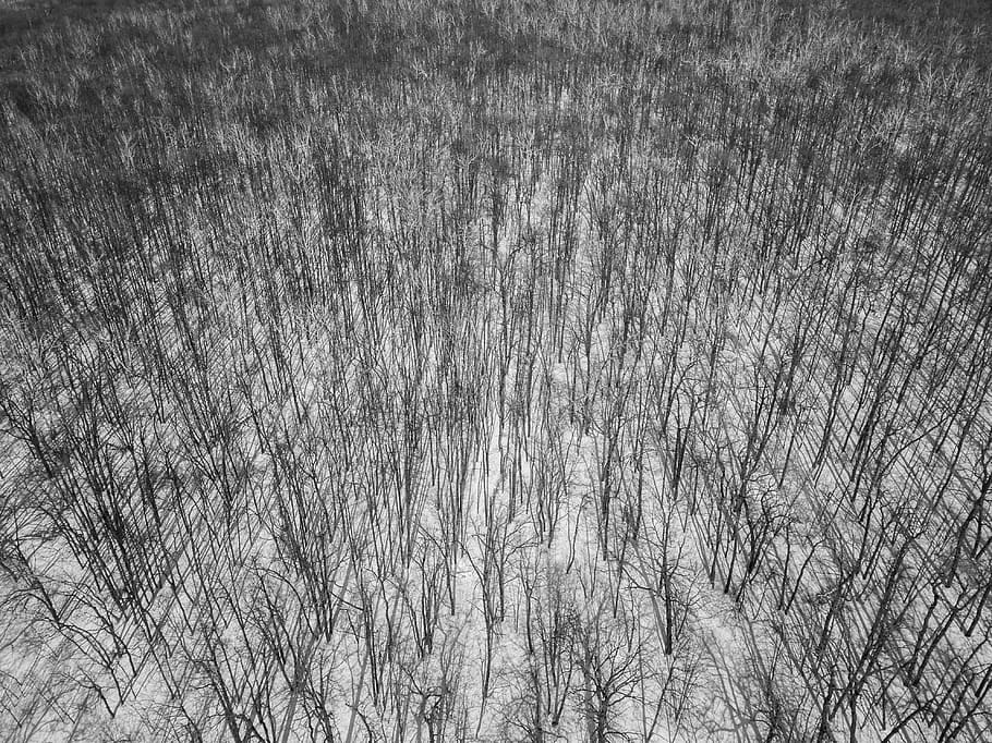 forest, bandw, winter, perspective, shadows, full frame, tree HD wallpaper