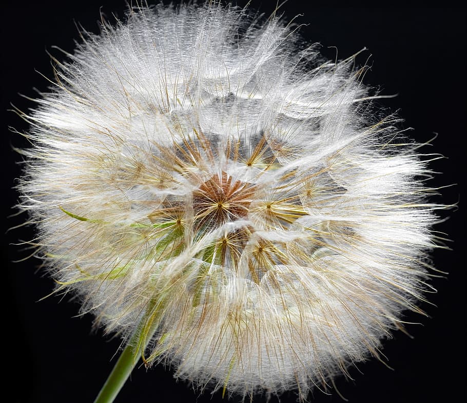 dandelion, seed, flower, background, black, nature, plant, blossom HD wallpaper
