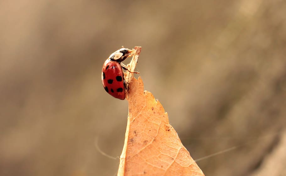 leaf, leave, ladybug, fallen, autumn, animal, wild, nature HD wallpaper