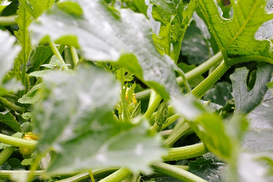 cucumber, vegetables, leaf, plant part, growth, green color HD wallpaper