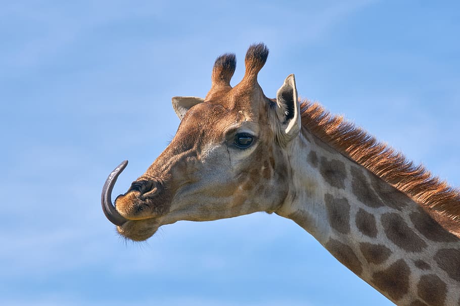 south africa, port elizabeth, giraffe, nature, tongue, fun, HD wallpaper