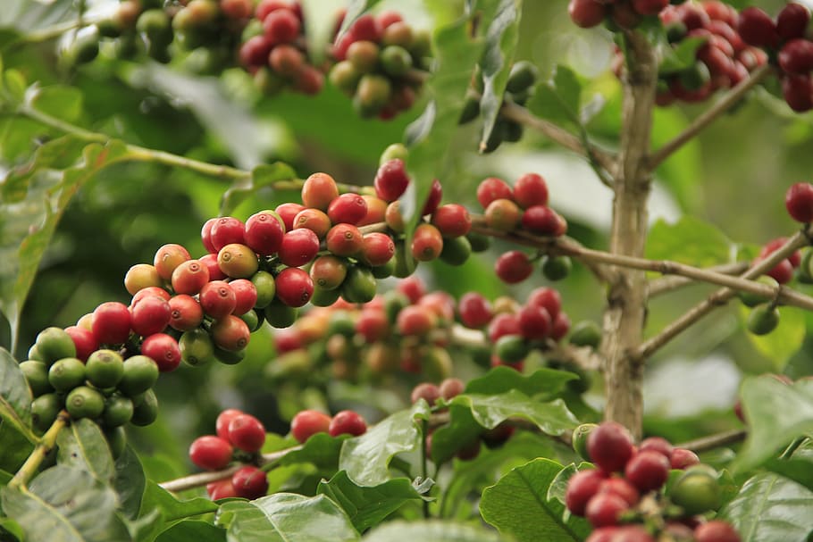 coffee, caffeine, drink, aroma, plantation, fresh, fruit, nature HD wallpaper