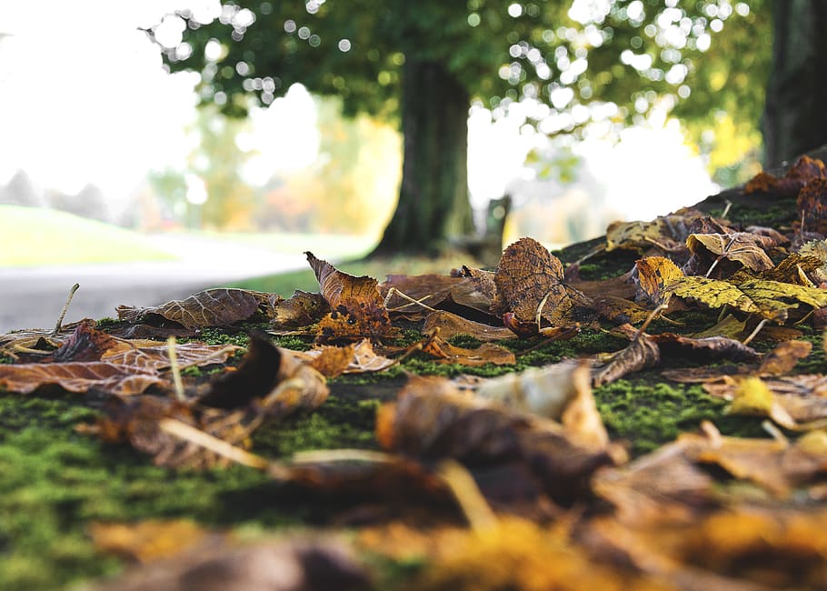 switzerland, payerne, trees, orange, forest, fall, autumn, nature HD wallpaper