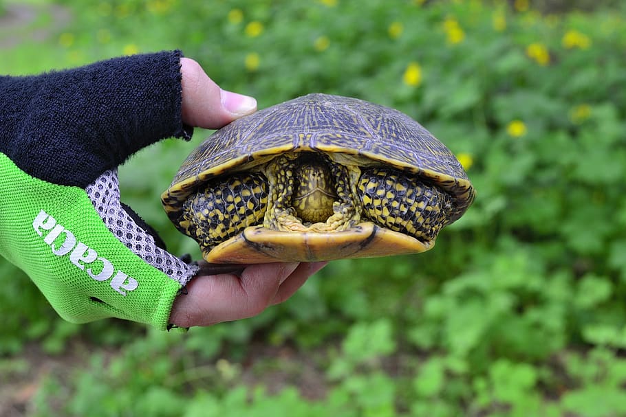 tortoise, spring, nature, reptile, turtle, wild, shell, human hand HD wallpaper