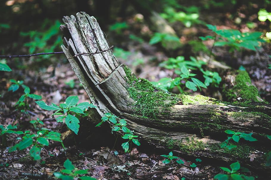 Old bough, branch, forest, moss, nature, wood, plant, land, tree HD wallpaper