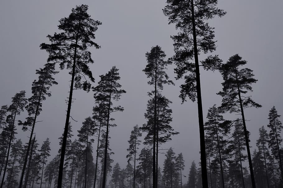 sweden, trees, forest, winter, snow, plant, low angle view HD wallpaper