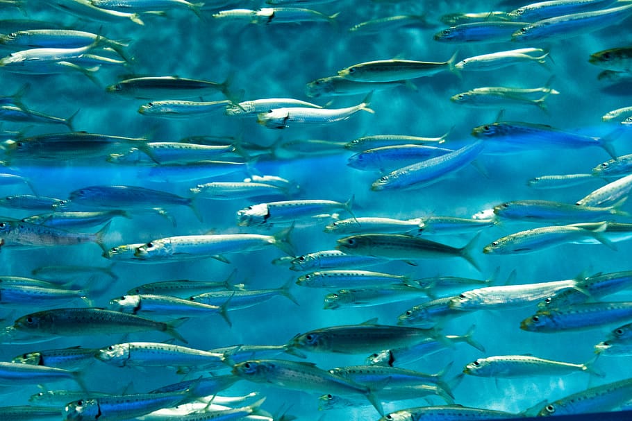 blue body water, group of animals, large group of animals, fish HD wallpaper