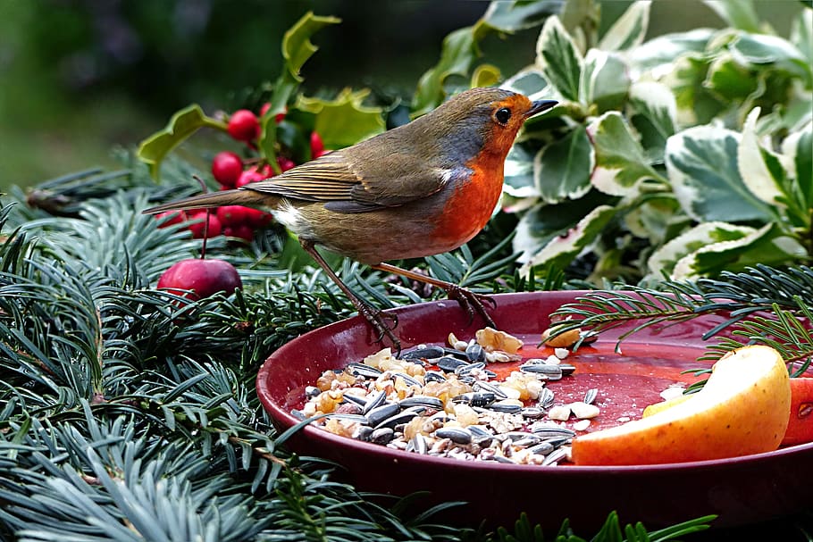 animal, bird, robin, erithacus rubecula, meal, plate, bird seed HD wallpaper