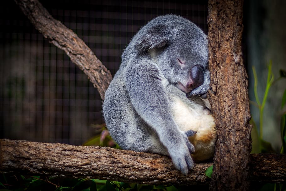 koala sleeping in the tree, animal themes, mammal, animal wildlife HD wallpaper
