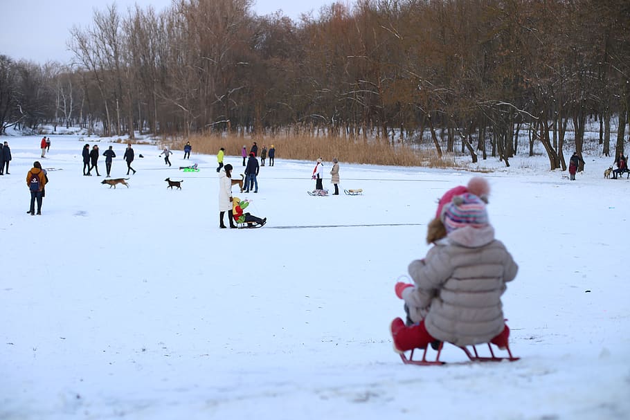 person, human, sled, bird, animal, sport, sports, dogsled, ice skating HD wallpaper