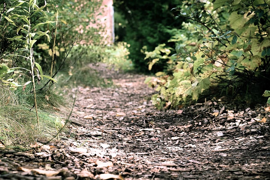 pathway between trees, nature, forest, trail, plant, leaves, dirt HD wallpaper