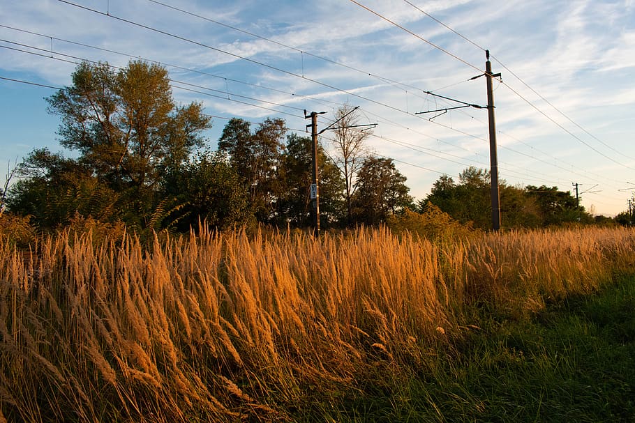 wheat, field, rails, summer, nature, agriculture, cereals, landscape HD wallpaper