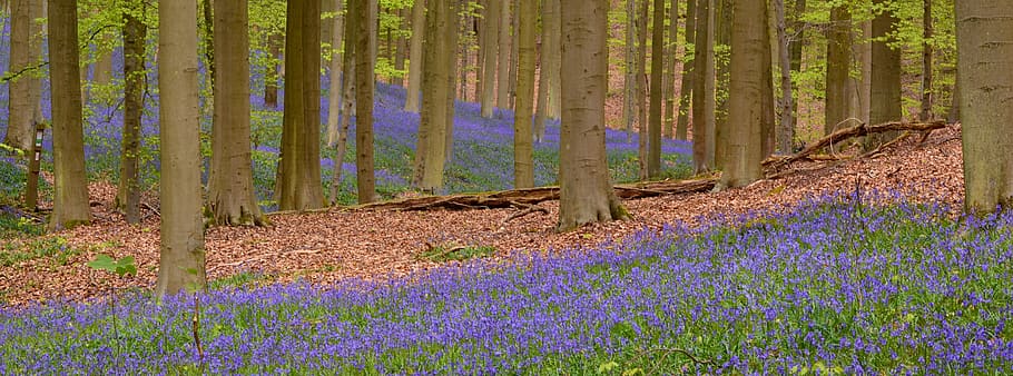 Purple and Green Grass, flora, flowers, forest, nature, panoramic HD wallpaper