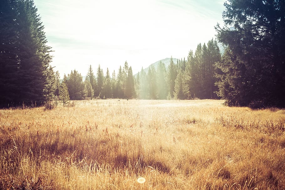 brown grass field, plant, tree, tranquility, land, tranquil scene HD wallpaper