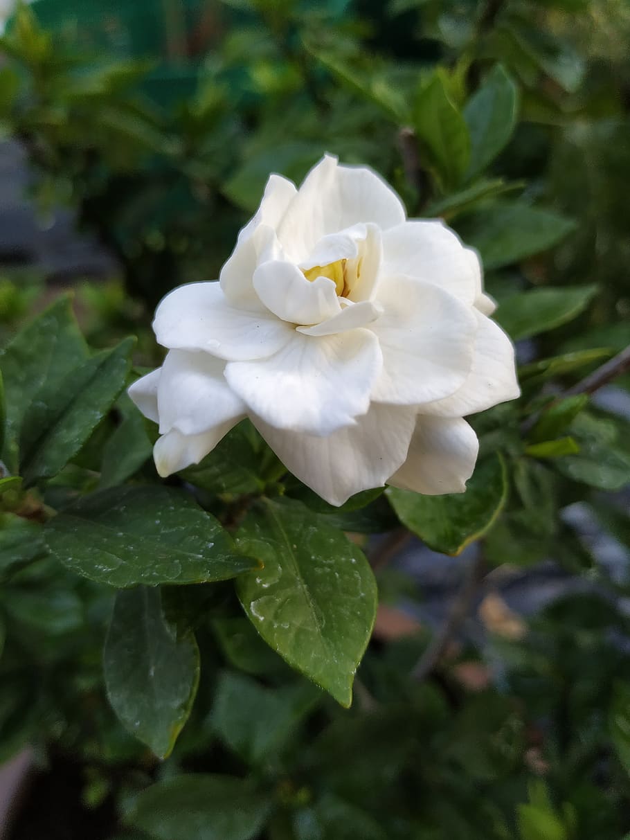 cape jasmine, bloom, flower, plant, beauty in nature, white color HD wallpaper