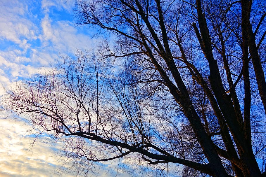 tree, tree top, winter tree, deciduous, bare tree, branch, tangle HD wallpaper