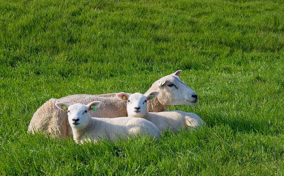sheep, white, black, lamb, wool, cattle, animals, herd, meadow HD wallpaper