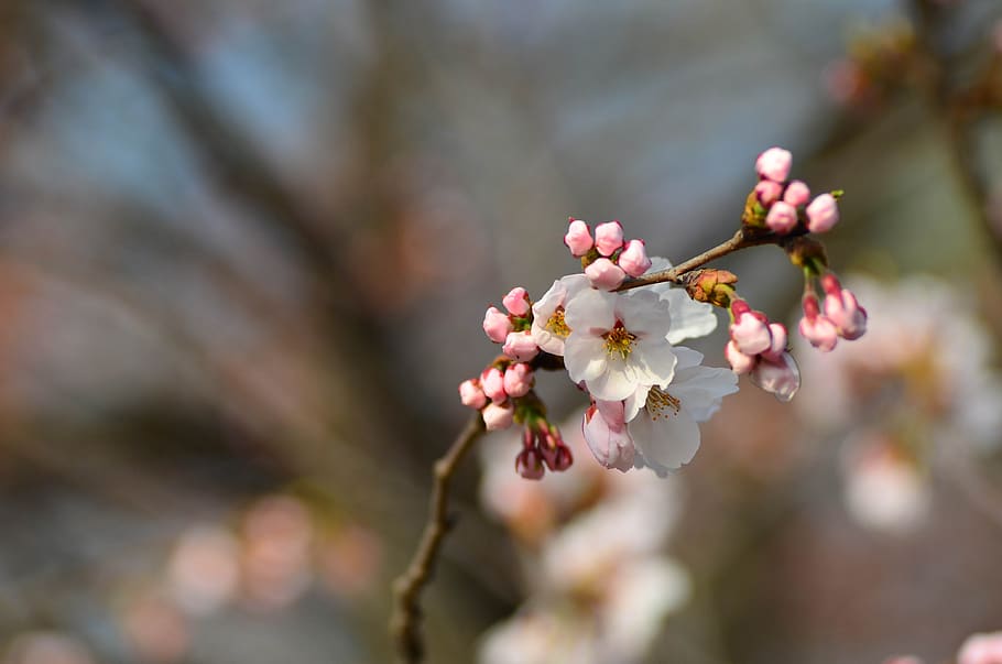 flowers, spring, plants, cherry blossom, flowering plant, growth HD wallpaper